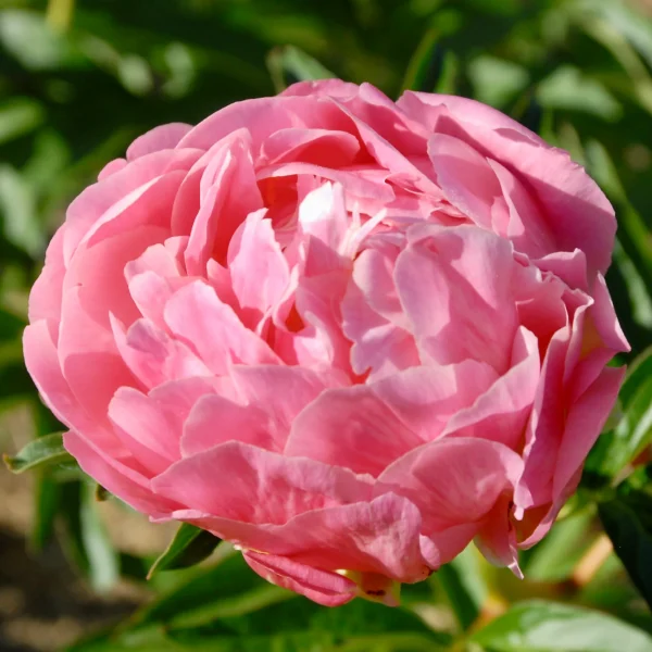Paeonia hybrid ´Pink Hawaiian Coral´