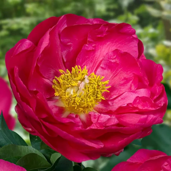 Paeonia hybride ´Paula Fay´