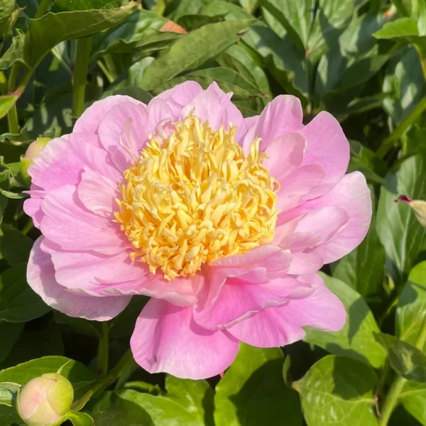 Paeonia hybride ´Garden Lace´