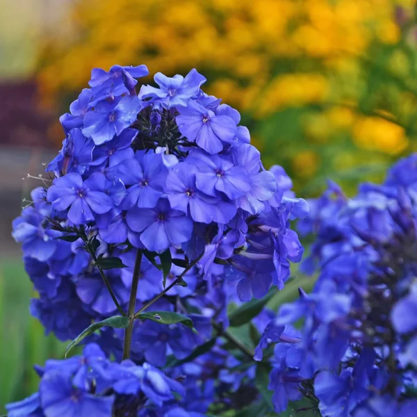 Phlox paniculata "Blue Paradise"