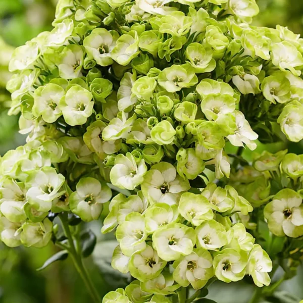 Phlox paniculata "Orchid Green"