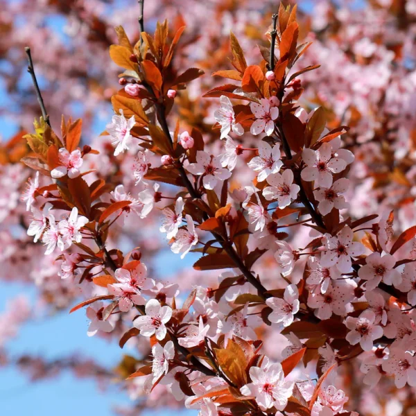Prunus cerasifera