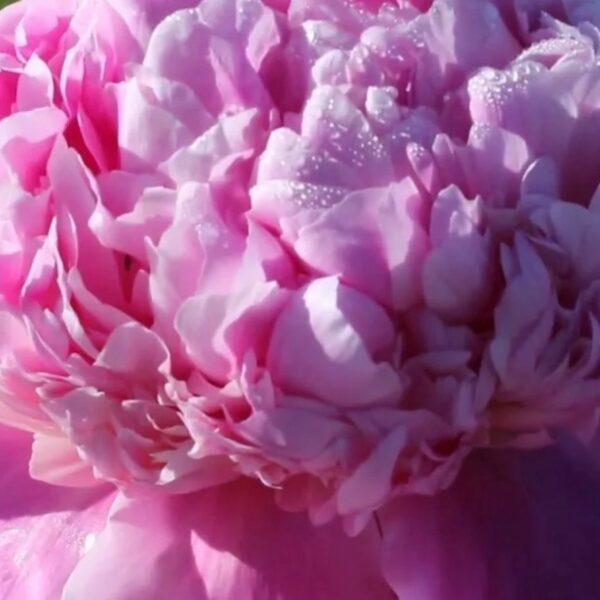 Paeonia lactiflora ´Lady Anna´