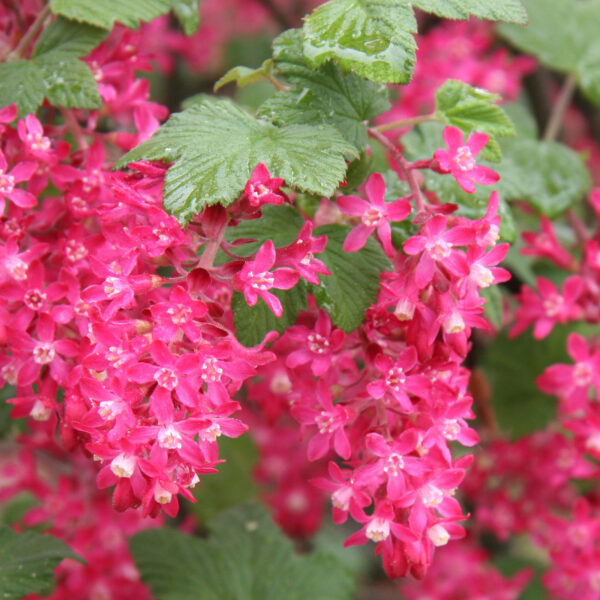 Ribes sanguineum