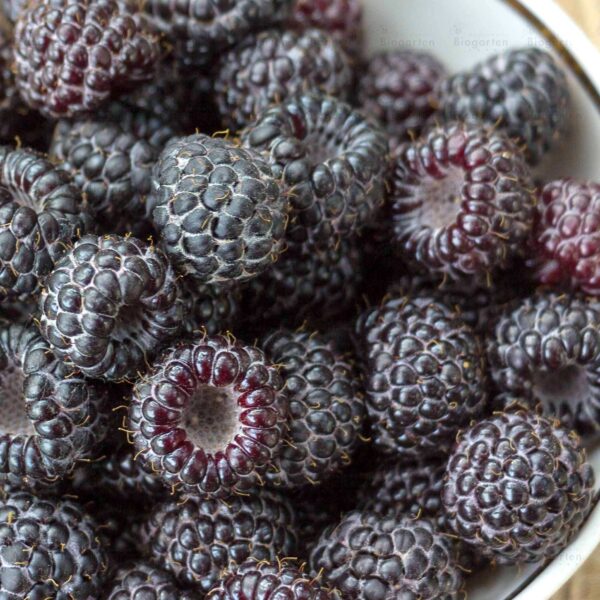 Rubus idaeus "Jewel"
