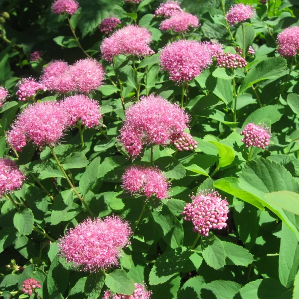 Spiraea densiflora