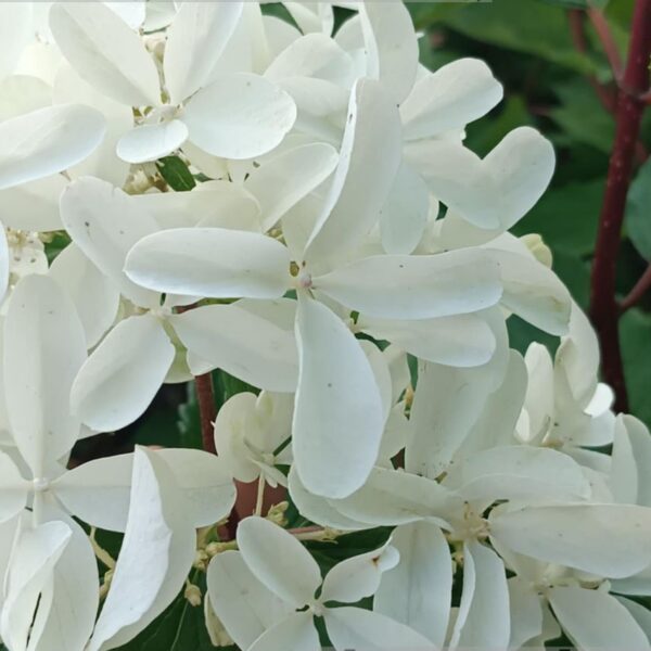 Hydrangea paniculata ‘Star Rose’