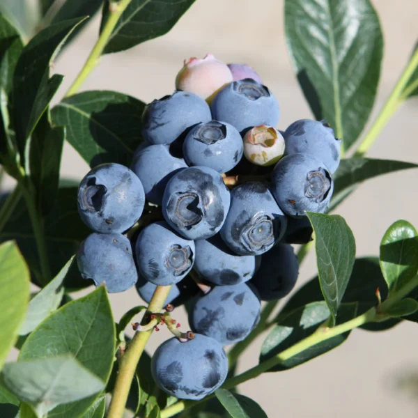Vaccinium corymbosum ´Reka´