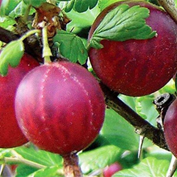 Ribes uva-crispa ´Kolobok´