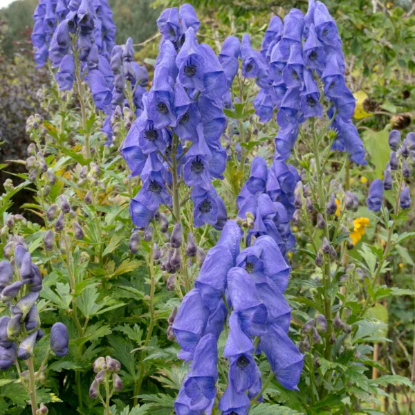 Aconite carmichaelii ´Arendsii´