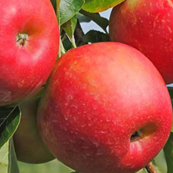 Malus domestica "Vasara"
