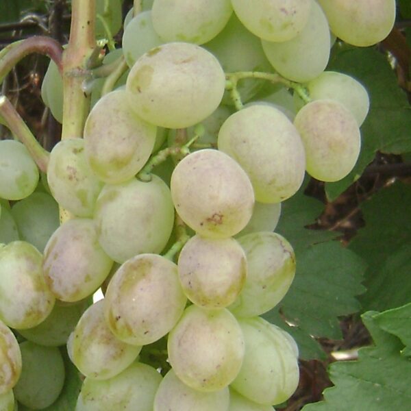 Vitis vinifera ´Lebedevskaja´
