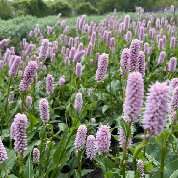 Persicaria bistorta ´Superba´
