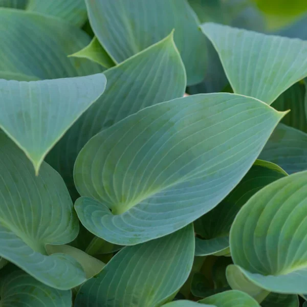 Hosta tardiana ´Halcyon´