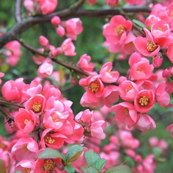 Chaenomeles superba ´Pink Trail´