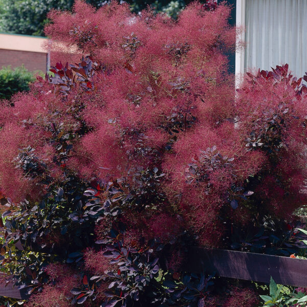 Cotinus coggygria "Royal Purple"