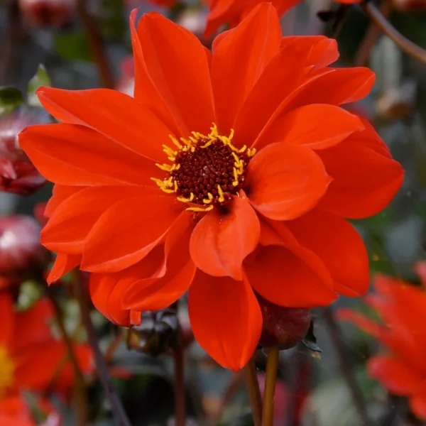 Dahlia hybrid "Bishop of Llandaff"