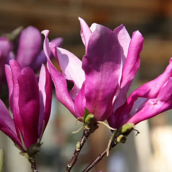 Magnolia hybrida Sysan