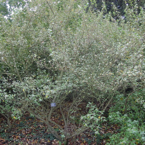 Eleagnus umbellata