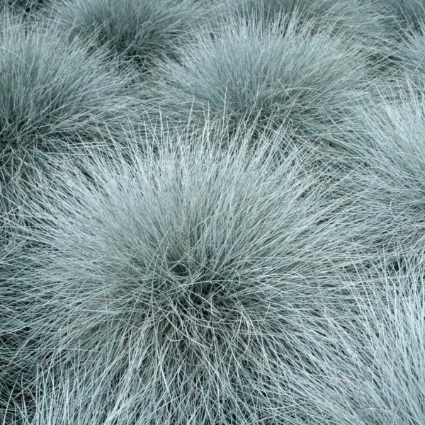 Festuca glauca "Varna"