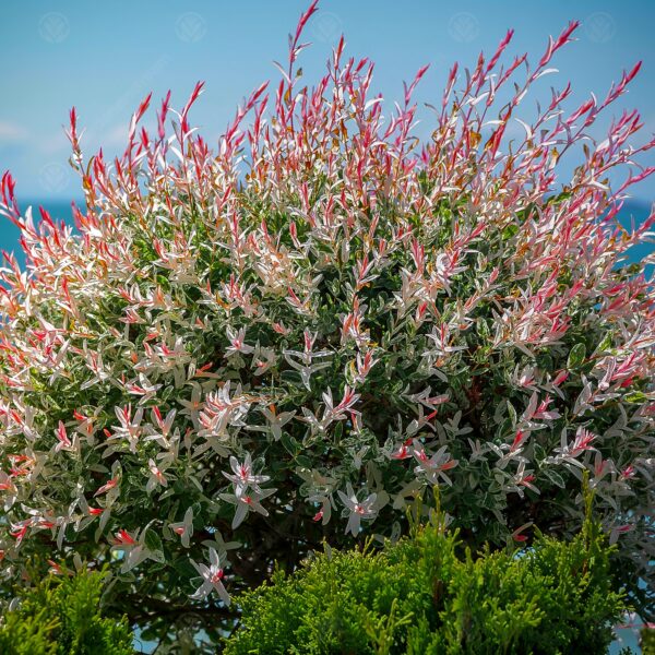 Salix integra Flamingo