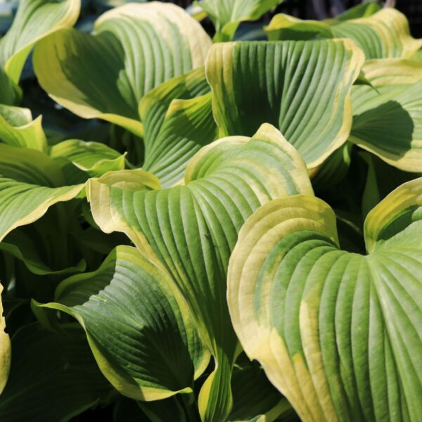 Hosta fortunei ´Atlantis´