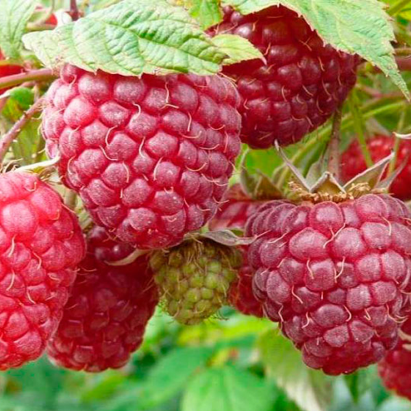 Rubus idaeus "Polka"