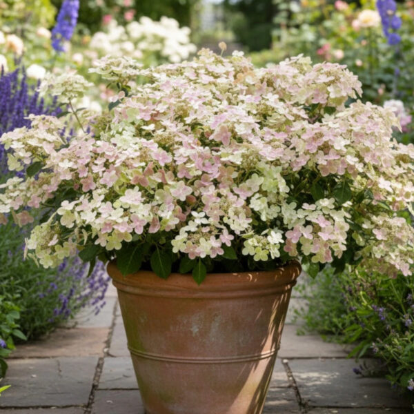 Hydrangea paniculata ´Polestar´