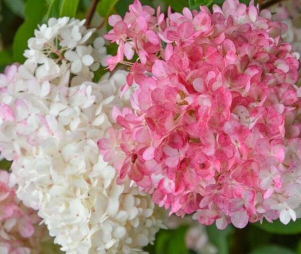 Hydrangea paniculata "Vanille Fraise"
