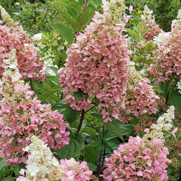 Hydrangea paniculata ‘Diamantino’