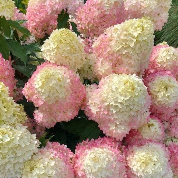 Hydrangea paniculata ‘Pixio’
