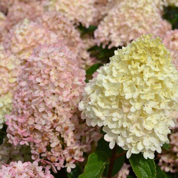 Hydrangea paniculata ‘Whitelight’
