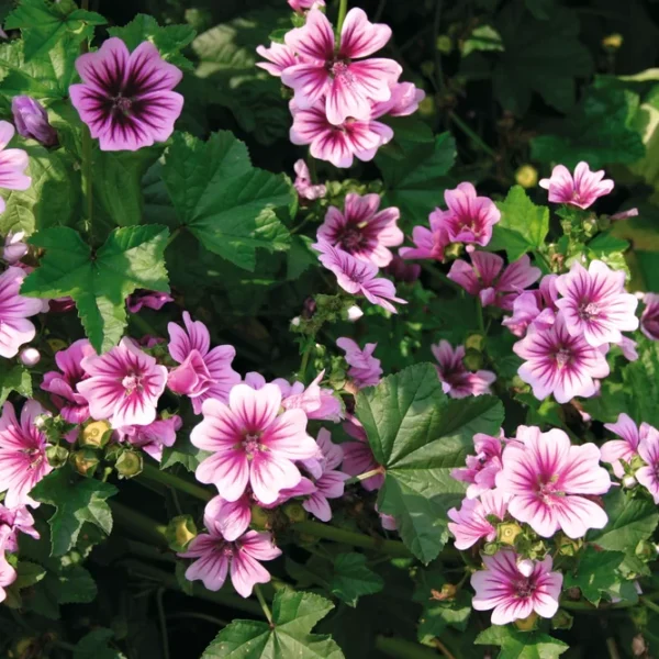 Malva sylvestris