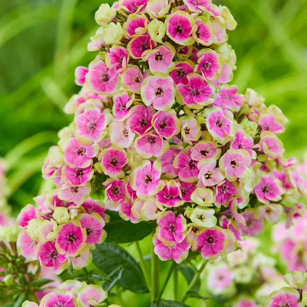 Phlox paniculata «Orchid Yellow»