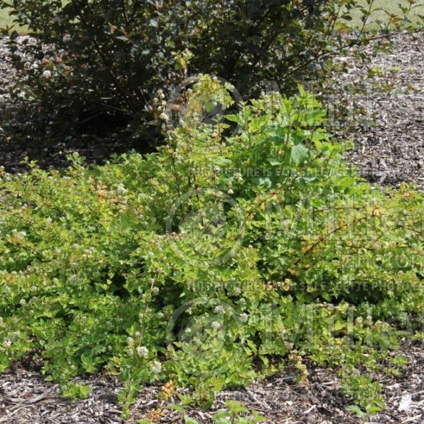 Physocarpus capitatud "Tilden Park"