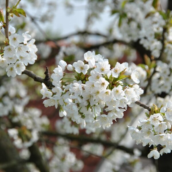 Prunus avium