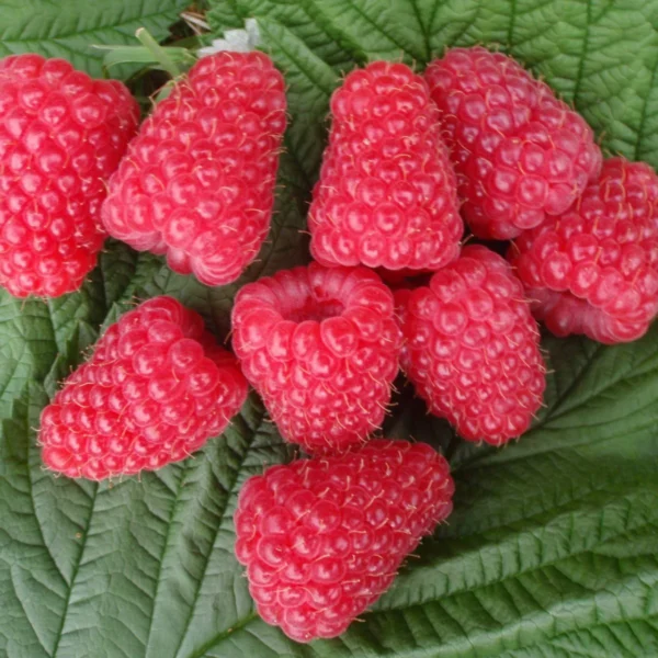 Rubus idaeus ´Patricija´