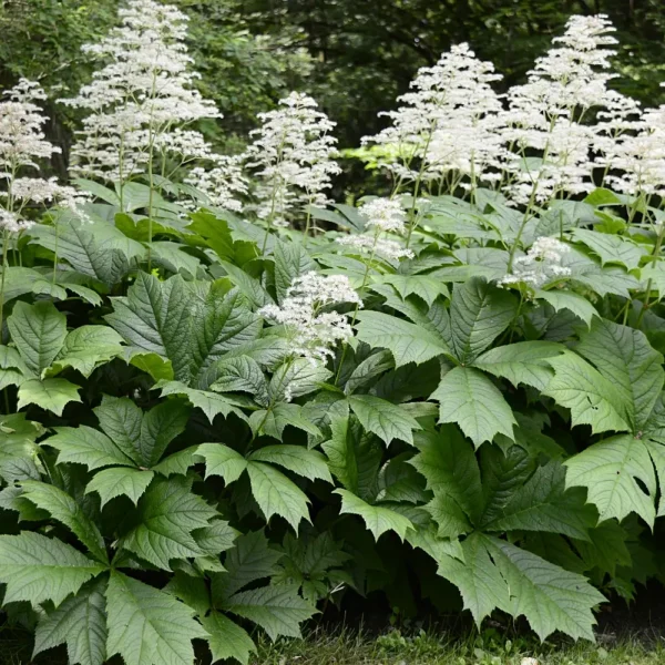 Rodgersia aesculifolia