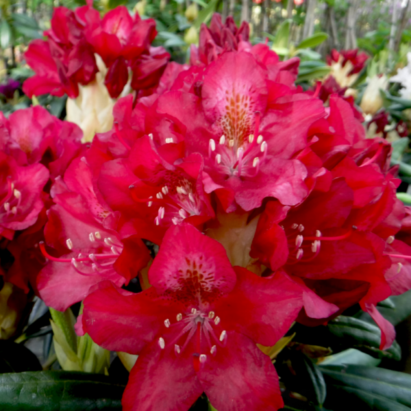 Rhododendron 'Royal Scarlet'