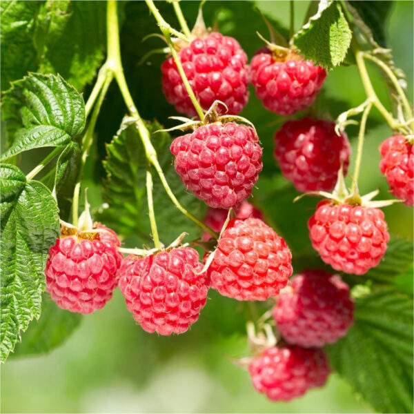 Rubus idaeus "Norna"