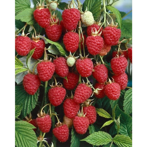 Rubus idaeus ´Glen Ample´