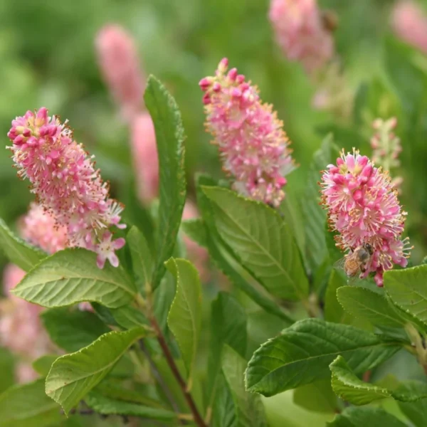 Clethra alnifolia `Ruby Spice`