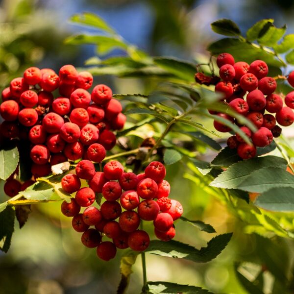 Sorbus "Saharnaja"
