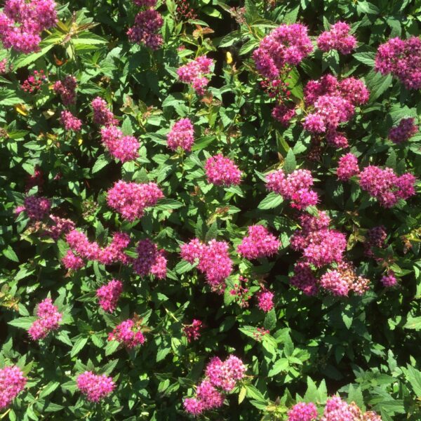 Spiraea japonica "Dart´s Red"