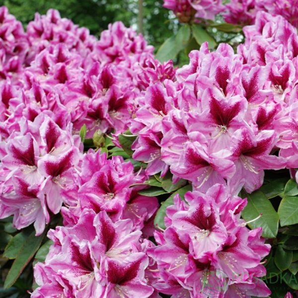 Rhododendron "Devin"