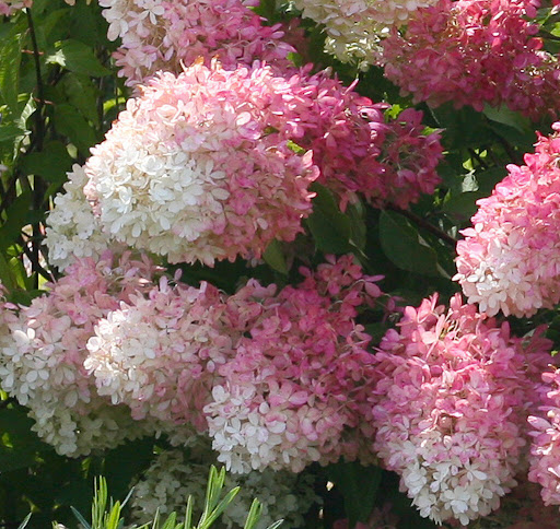 Hydrangea paniculata ‘Dolly’