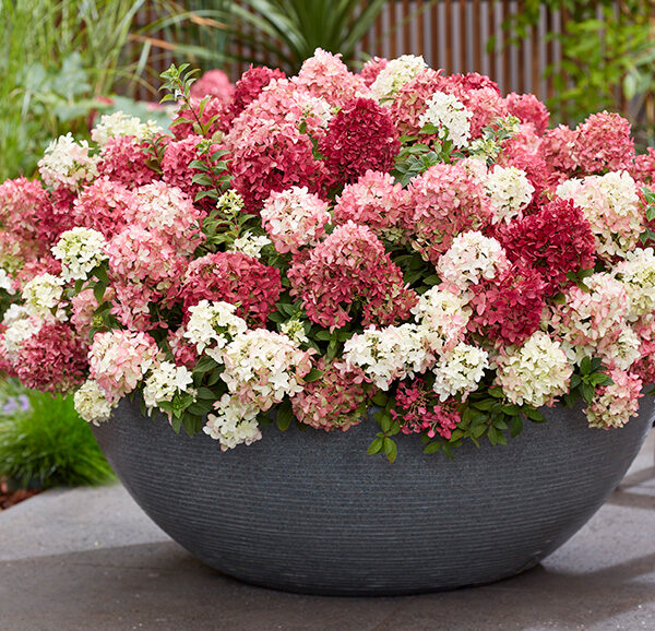 Hydrangea paniculata ´Groundbreaker´