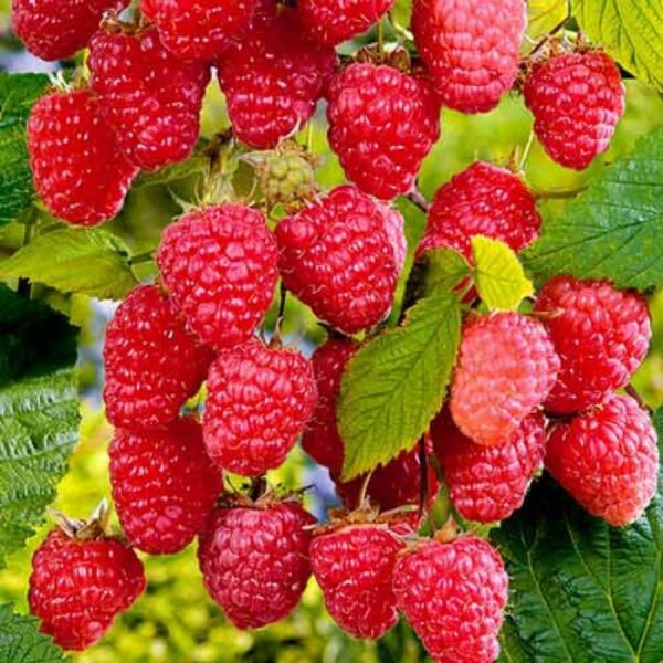 Rubus idaeus ´Šahrazada´