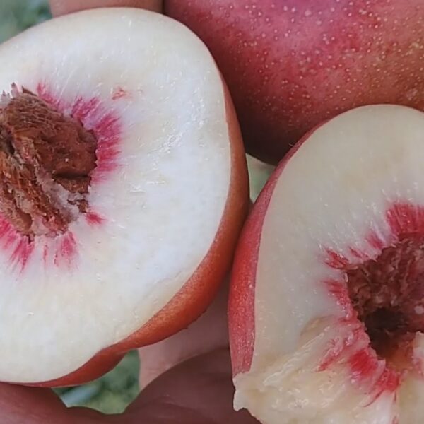 Prunus persica ´Medvedevskij´