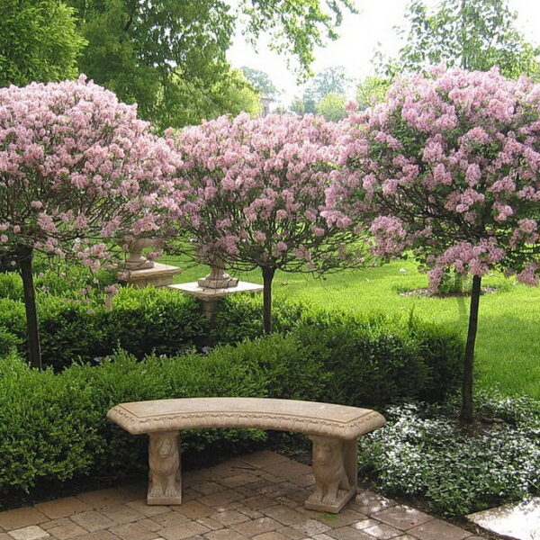 Syringa meyeri 'Palibin' на штамбе